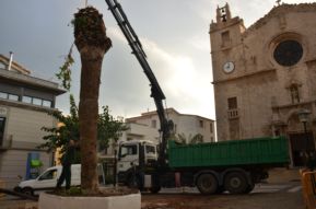 L'escarabat morrut fa talar la palmera de l'Ajuntament