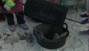 La castanyada benèfica