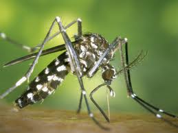 Arriben els mosquits