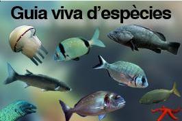 Cicle de conferències sobre el mar