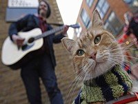 Connexió Cats