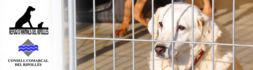 Mantes, pinso i escombres per un refugi del Ripollès