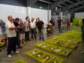 La Confraria de pescadors modernitza la subhasta del peix